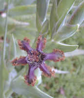 ferraria.lilly.jpg (74707 bytes)