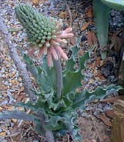fine.spotted.flowers.lilly.jpg (89986 bytes)