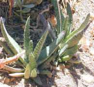 gasteria.carinata.jpg (104498 bytes)