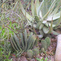 gasteria.pilansii1_small.jpg (9327 bytes)