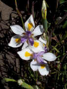 iris.jpg (84680 bytes)