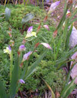 lilies.yellow.purple.synnotia.iris_small.jpg (7223 bytes)