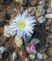 ../aloes/mesembs.white.pink.oxalis.kar (84190 bytes)