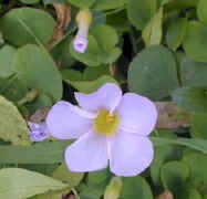 oxalis.lilac.jpg (15947 bytes)