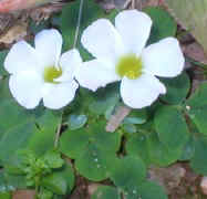 oxalis.white.jpg (17245 bytes)