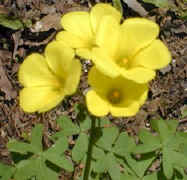 oxalis.yellow.jpg (22245 bytes)