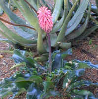 pink.lilly.jpg (84590 bytes)