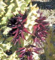 quaqua.mammillaris.flowers.jpg (76034 bytes)