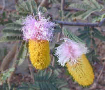 ../aloes/sickle.bush.bushman.xm (43141 bytes)