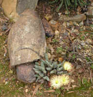 stones.mesembs.jpg (168615 bytes)