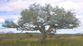 tree.camelthorn.twisted.stems.jpg (162400 bytes)