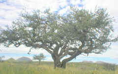 tree.camelthorn.two.stems.jpg (144545 bytes)