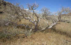 tree.cascading.jpg (263779 bytes)