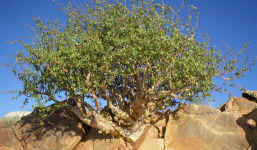 tree.commiphora.jpg (197116 bytes)
