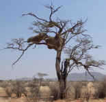 tree.decorated.with.birdnests.jpg (121757 bytes)