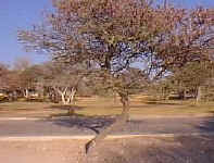leaning.trunk.jpg (17035 bytes)