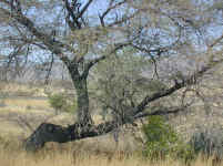 tree.leaning.jpg (136122 bytes)