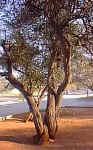 three.trunks.entwined.jpg (23599 bytes)