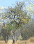 tree.twist.jpg (184793 bytes)