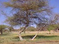 two.trees.jpg (22004 bytes)