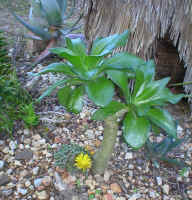 tylecodon.faucaria1.5.06.jpg (279315 bytes)