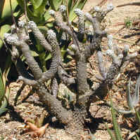 tylecodon.wallichii._small.jpg (10743 bytes)