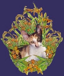 rex-flower1.jpeg (19881 bytes)