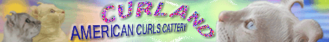 CURLAND - питомник американских керлов, Киев / CURLAND - American Curls cattery, Kiev