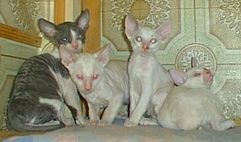 4Cornish-Rex-babies.jpg (17286 bytes)