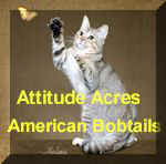 american.bobtails.jpg (6016 bytes)