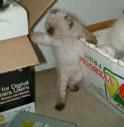 american.curl.kitten.joke.jpg (39392 bytes)