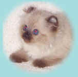 american.curl.kitten.jpg (12070 bytes)