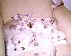 babysitting.fun.photo.siamese.kittens.cats.jpg (14149 bytes)