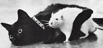 cat-n-mouse.jpg (9160 bytes)