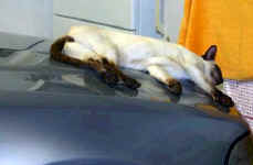 cat.sleeping.job.21.jpg (20300 bytes)