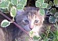 catring.logo.jpg (5069 bytes)