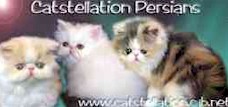 catstallation.jpg (9911 bytes)