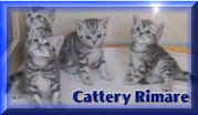 cattery Rimare.jpg (7692 bytes)