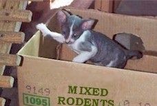 cornish.rex.cartoon.kitten.cat.jpg (9968 bytes)