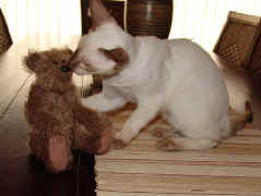 di Fudgy and bear.jpg (43241 bytes)