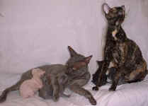 family.cornish.rex.cats.kittens_small.jpg (3821 bytes)