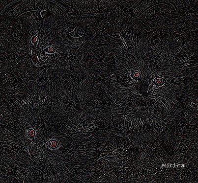 kittens.dark.eyes.jpg (67100 bytes)