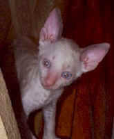 peeking_Cornish_Rex_kitten.jpg (14309 bytes)