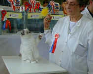 training_the_judge_birman_kitten_show.jpg (52715 bytes)