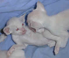 zeblond.siamese.kitten.mouse.jpg (62684 bytes)