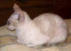 Cornish Rex.jpg (22831 bytes)