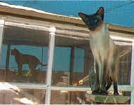 ashok.reflection.siamese.3.01.jpg (41684 bytes)
