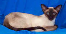 ashok.siamese1.jpg (9239 bytes)