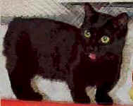 black3a.munchkin.jpg (5946 bytes)