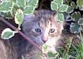 happycatring.jpg (5045 bytes)